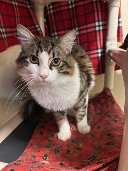 Ricky, Adoptable, Young Male Domestic Long Hair & Domestic Short Hair.