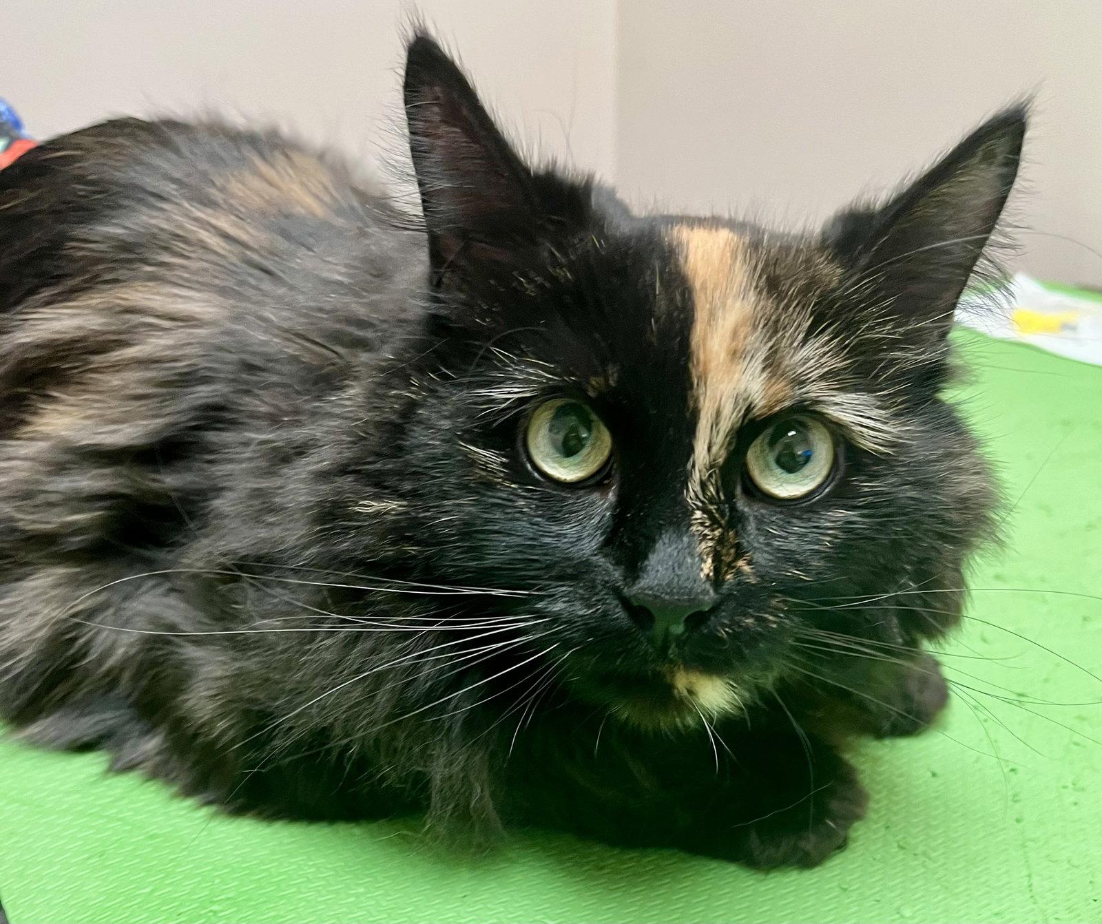 OKAASAN, Adoptable, Young Female Tortoiseshell & Domestic Medium Hair.