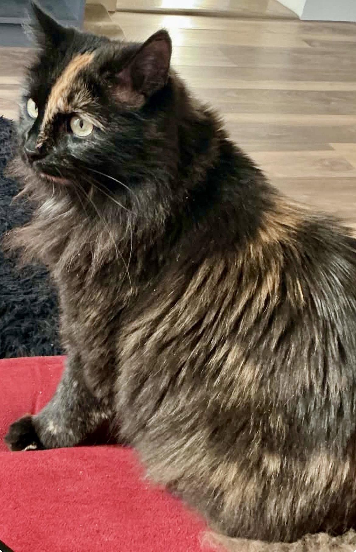 OKAASAN, Adoptable, Young Female Tortoiseshell & Domestic Medium Hair.
