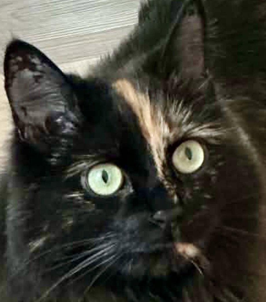 OKAASAN, a Adoptable mixed breed in Minesing, ON image 2/3
