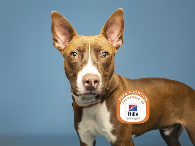 CHUCKY, Adoptable, Adult Male Australian Cattle Dog / Blue Heeler & Mixed Breed.