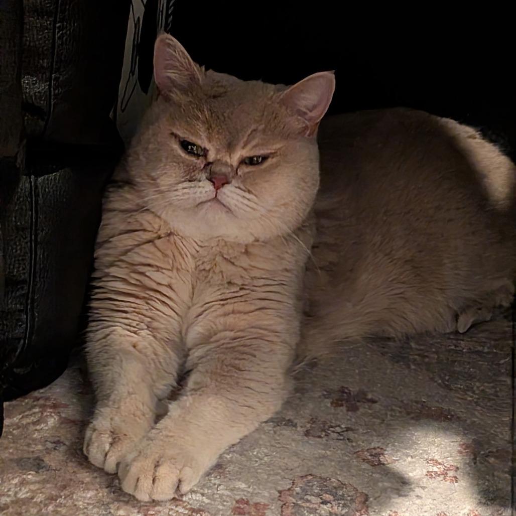 Rory (bonded with Mimi), Adoptable, Adult Male British Shorthair.