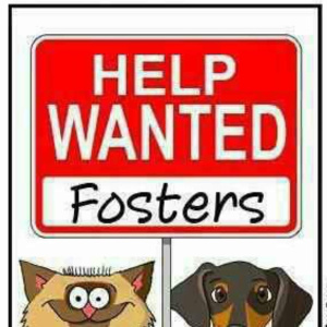 Foster Homes Needed, a Adoptable mixed breed in Anaheim, CA image 1/2