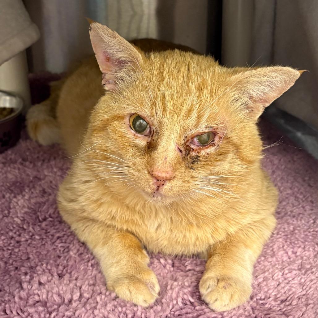 Tyrone, Adoptable, Adult Male Domestic Short Hair.