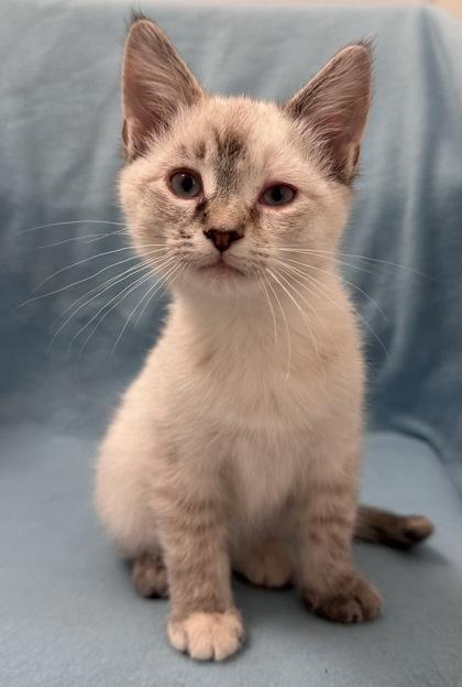 Enlarge Aspen, an adopted Domestic Short Hair in Buffalo, MN image 1/1