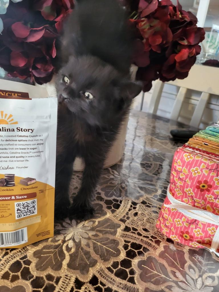Samhain, Adoptable, Kitten Female Domestic Short Hair.