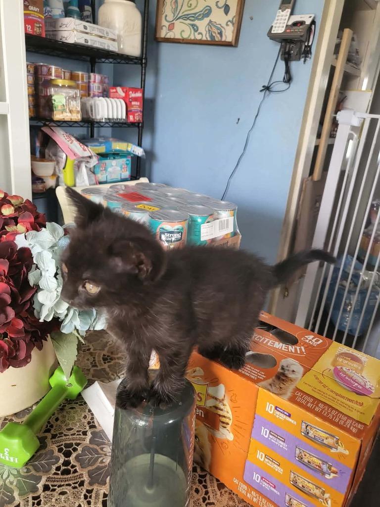 Enlarge Samhain, a Adoptable mixed breed in Parkville, MD image 2/2