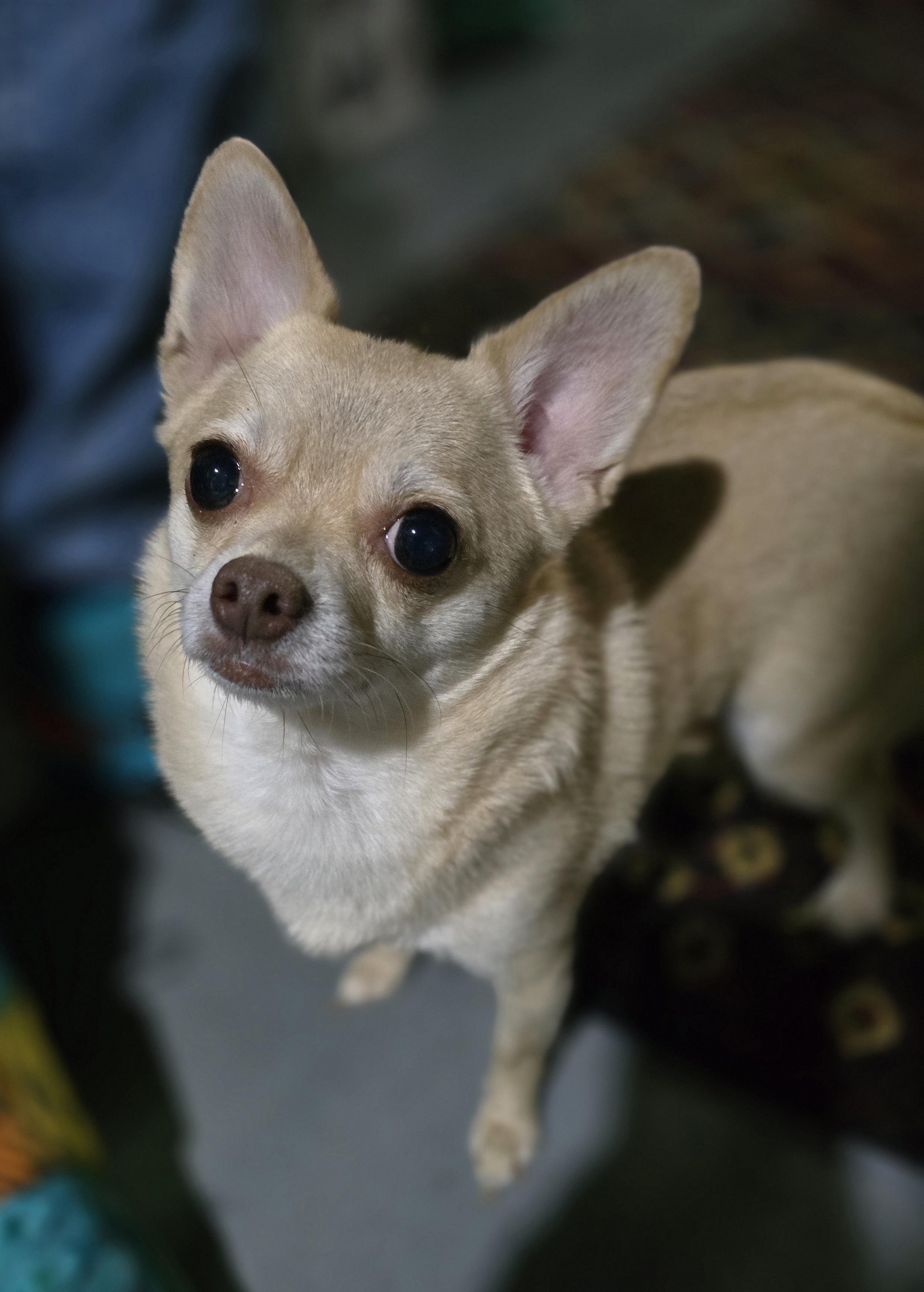 Pepper, adopted, Adult Female Chihuahua & Pomeranian.