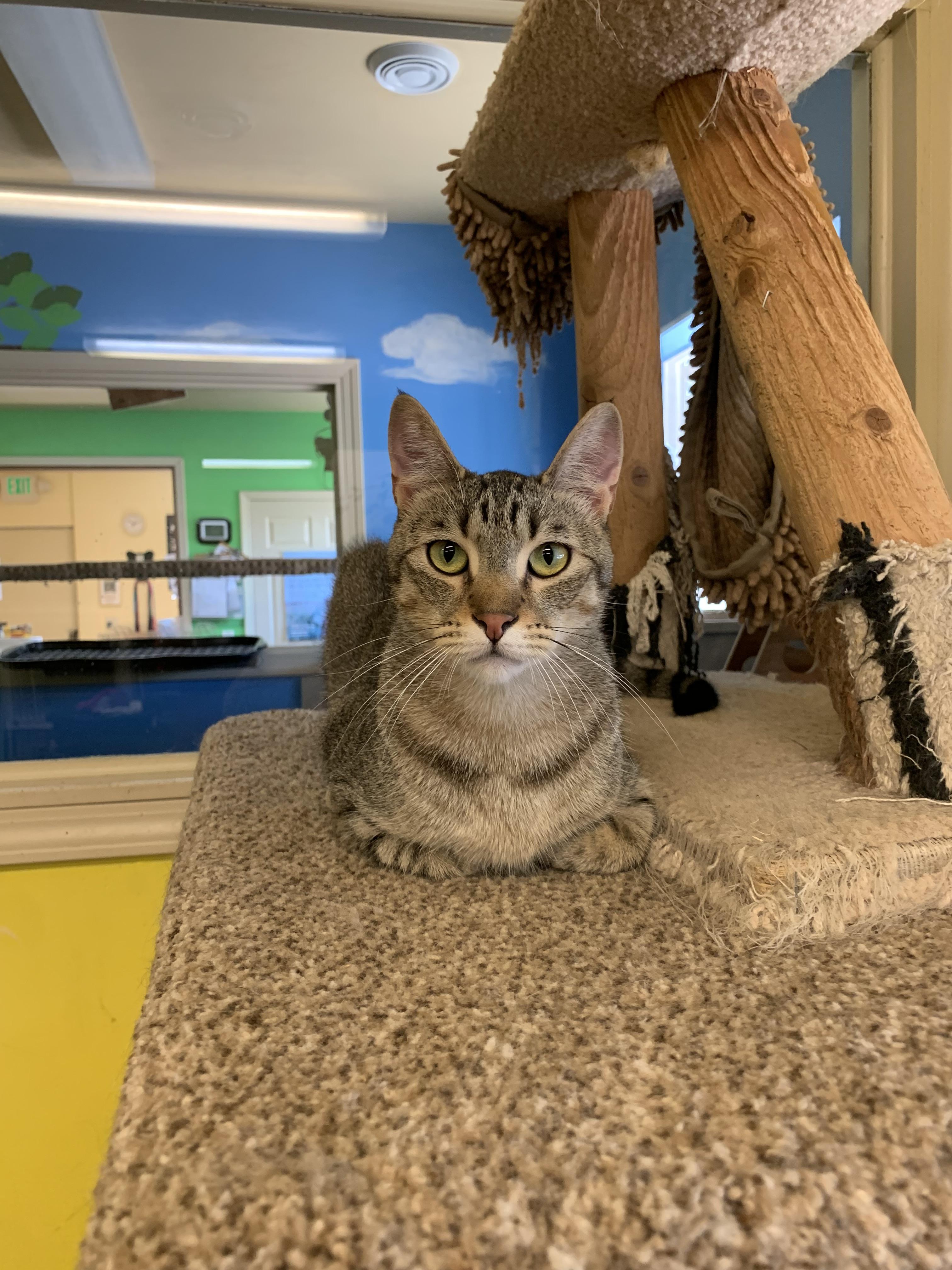MJ, an adoptable Domestic Short Hair in Thayne, WY, 83127 | Photo Image 6