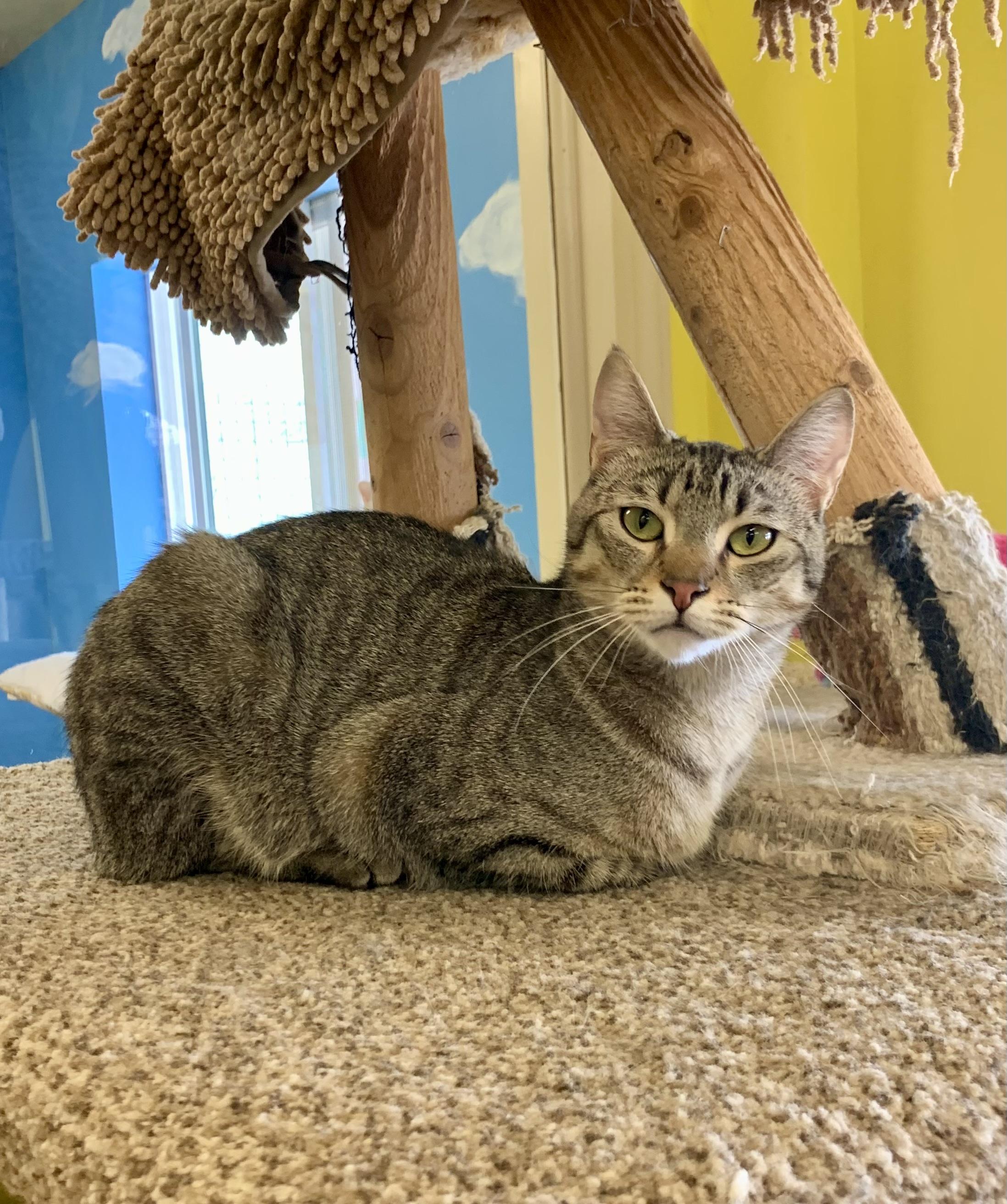 MJ, Adult Male Domestic Short Hair