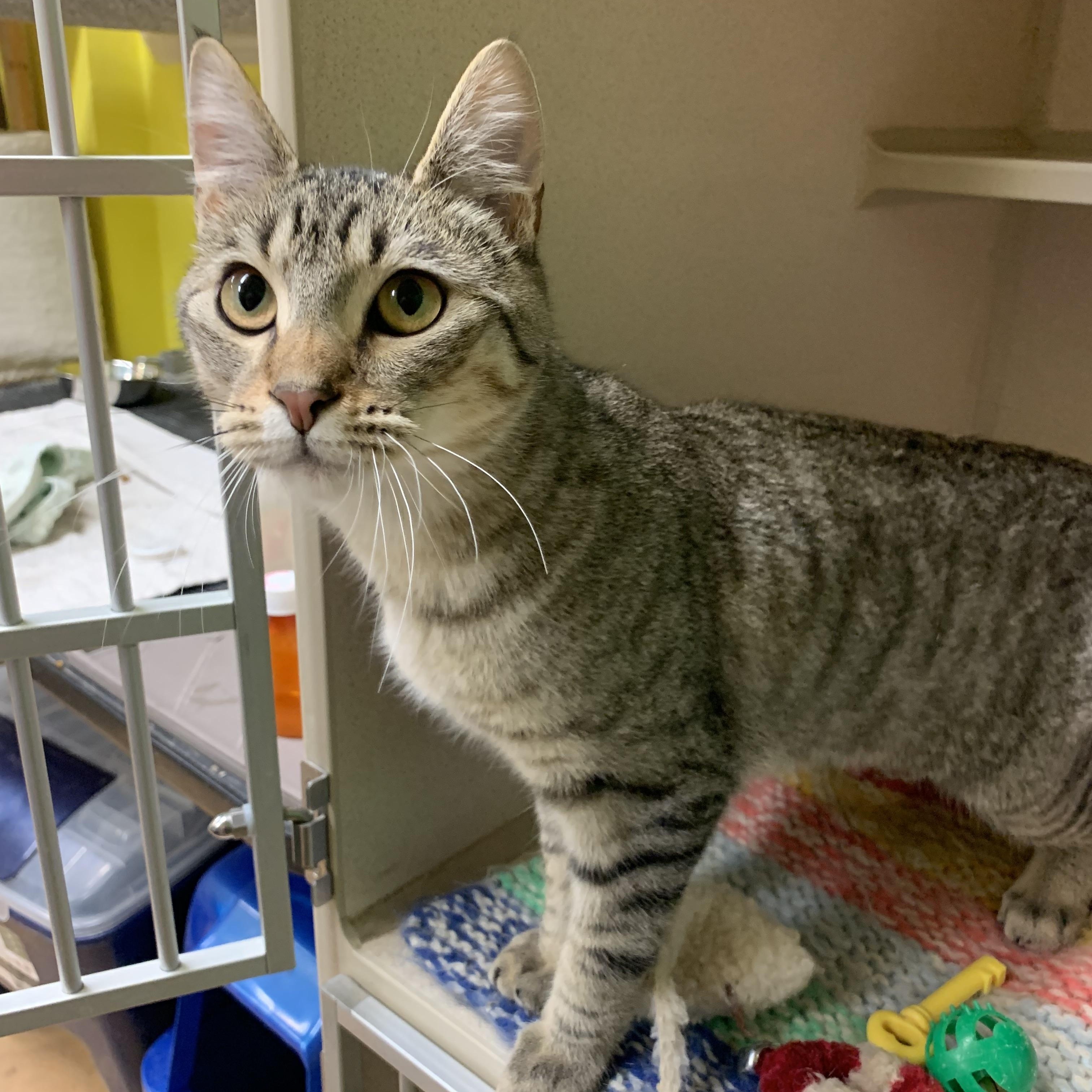 MJ, an adoptable Domestic Short Hair in Thayne, WY, 83127 | Photo Image 2