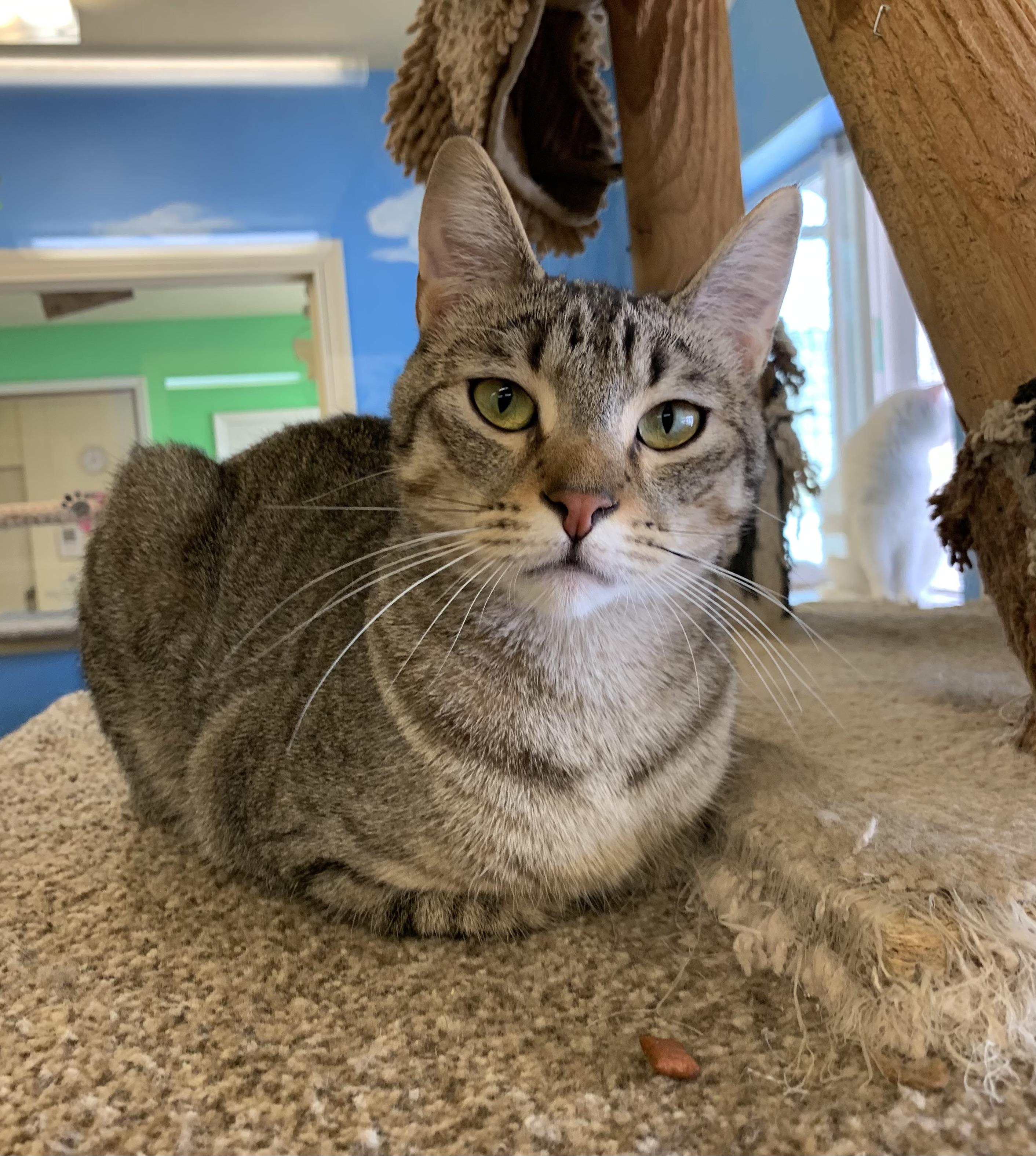 MJ, an adoptable Domestic Short Hair in Thayne, WY, 83127 | Photo Image 3