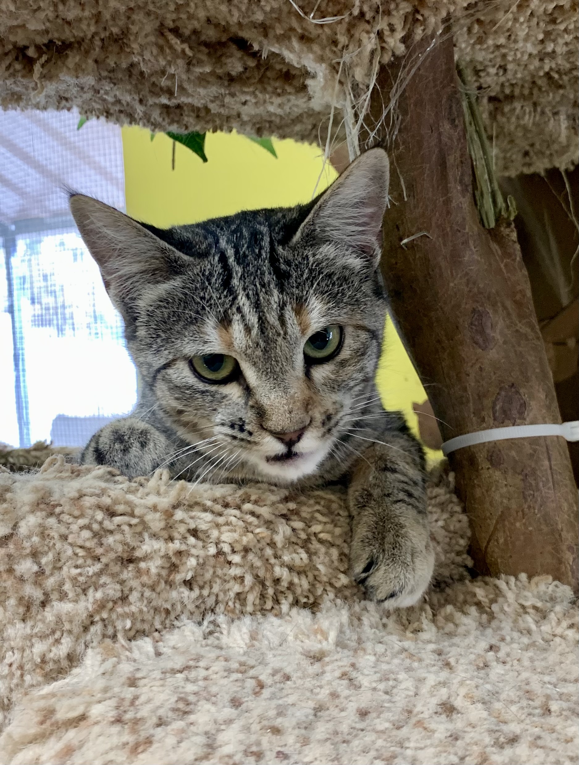 MJ, an adoptable Domestic Short Hair in Thayne, WY, 83127 | Photo Image 5