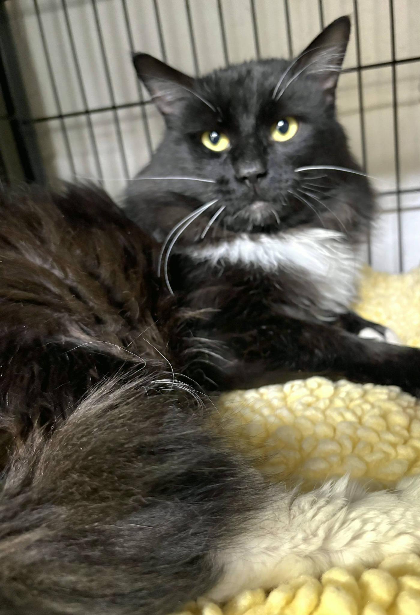 Leo, a ADOPTABLE Tuxedo in North Kingstown, RI image 1/3
