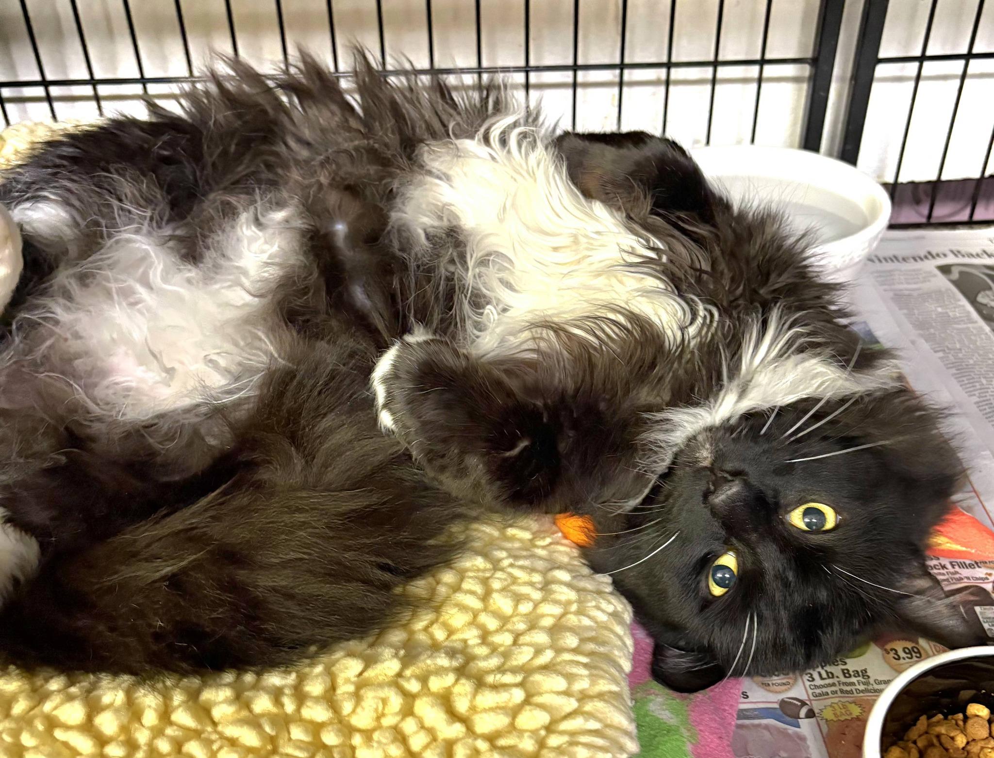 Leo, a ADOPTABLE Tuxedo in North Kingstown, RI image 3/3