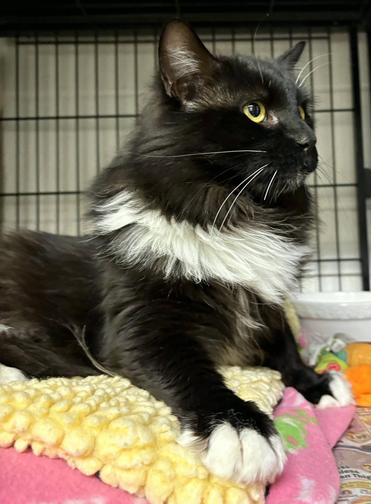Leo, a ADOPTABLE Tuxedo in North Kingstown, RI image 2/3