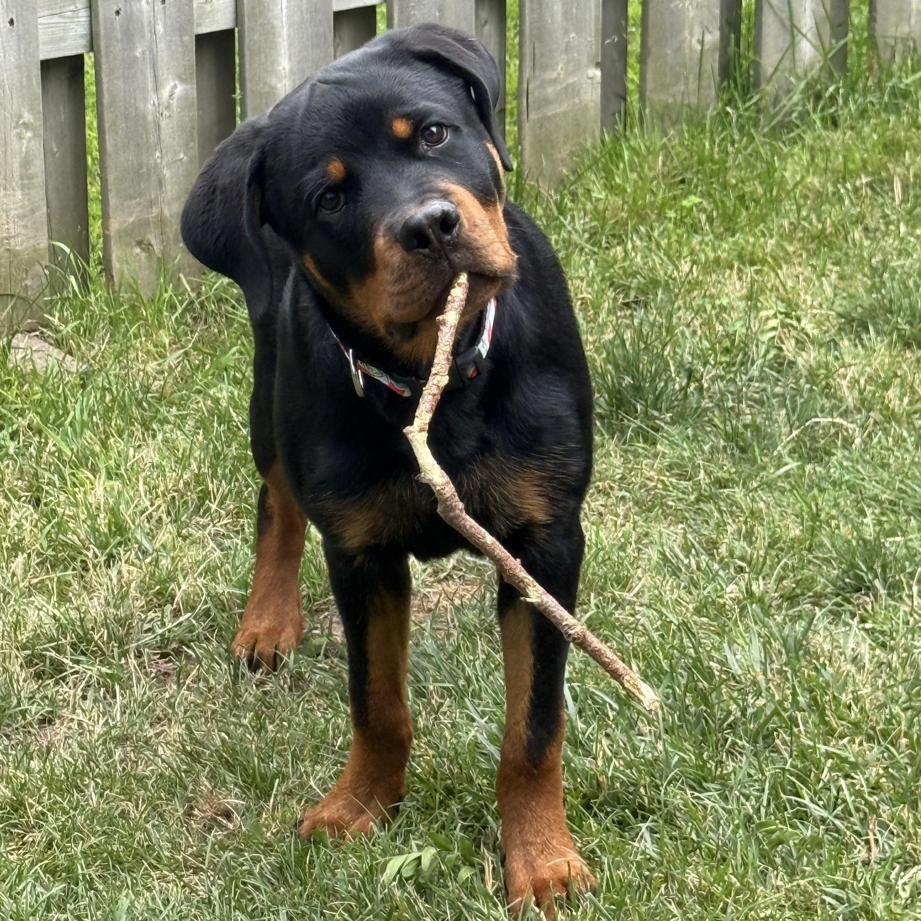 Rocco, a ADOPTABLE Rottweiler in Scarborough, ON image 1/6