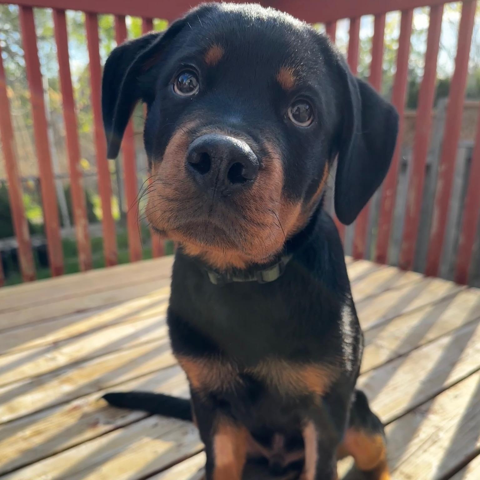 Rocco, ADOPTABLE, Puppy Male Rottweiler.