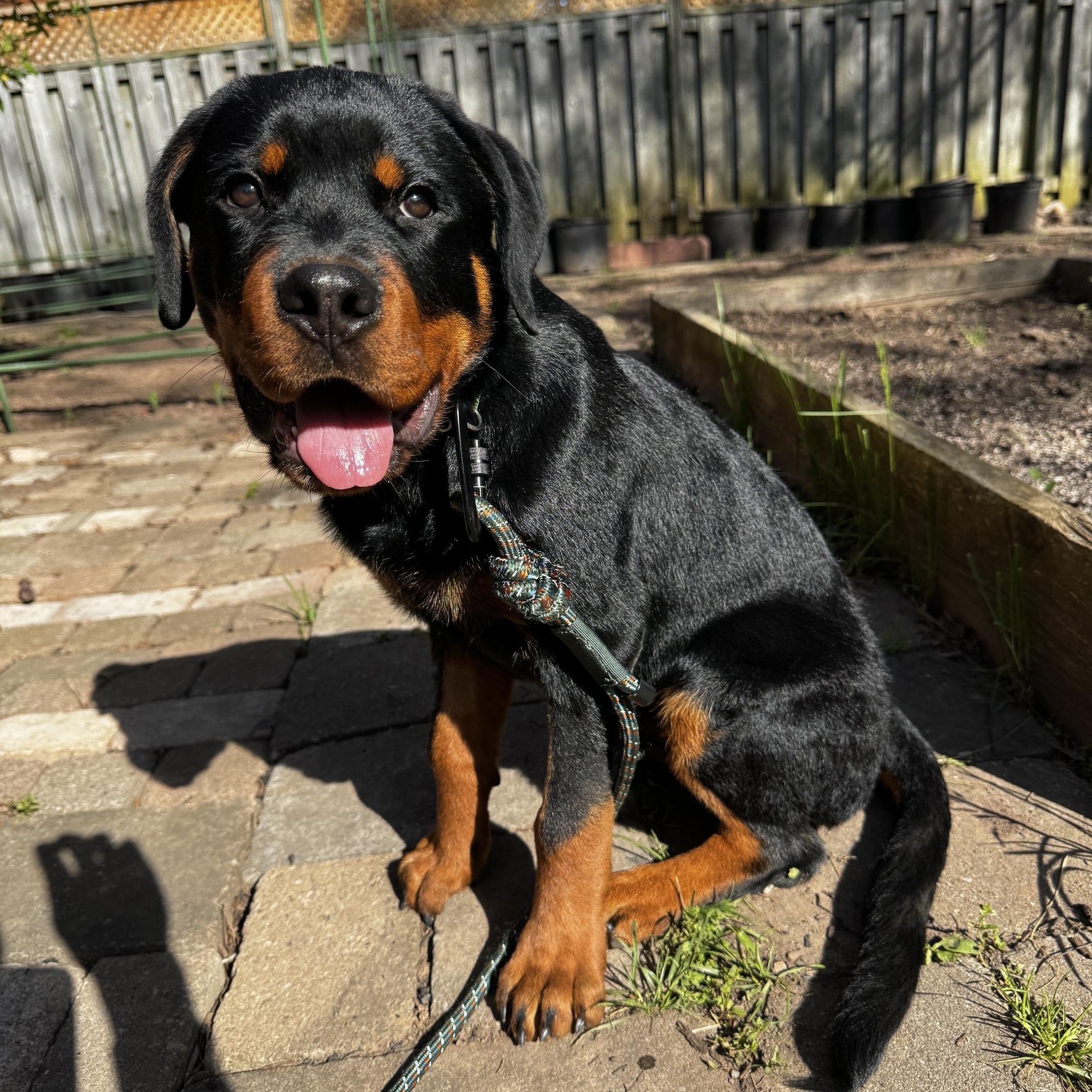 Enlarge Rocco, a ADOPTABLE Rottweiler in Scarborough, ON image 5/6