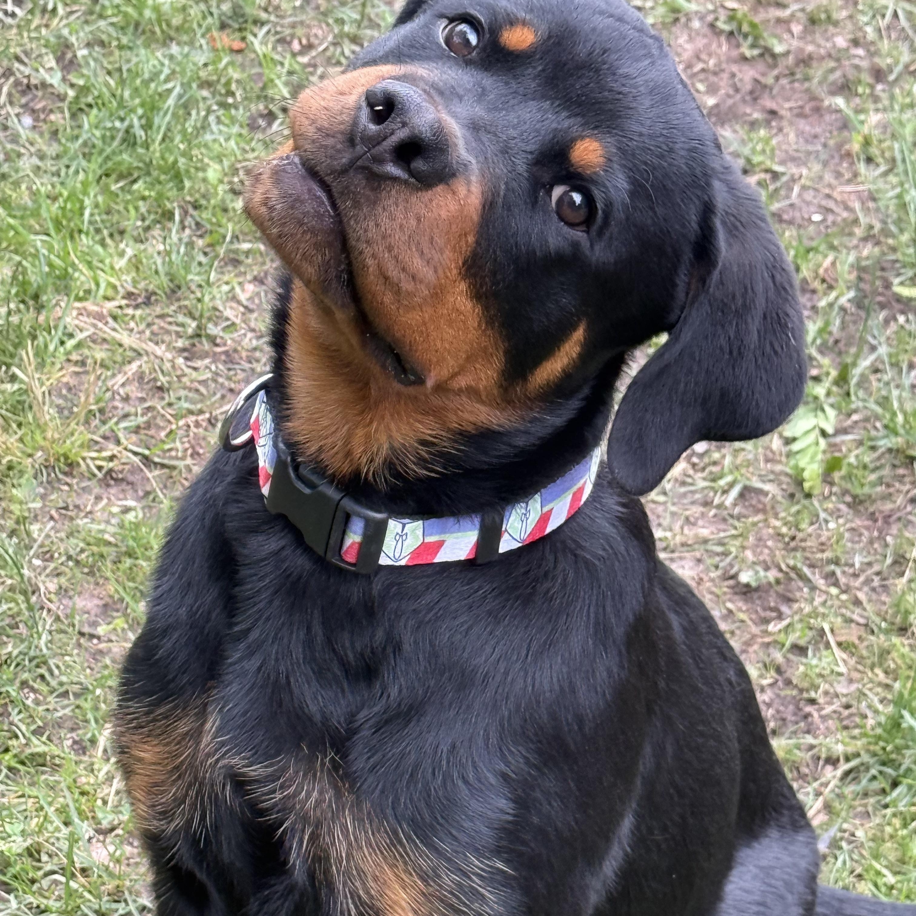 Rocco, a ADOPTABLE Rottweiler in Scarborough, ON image 2/6