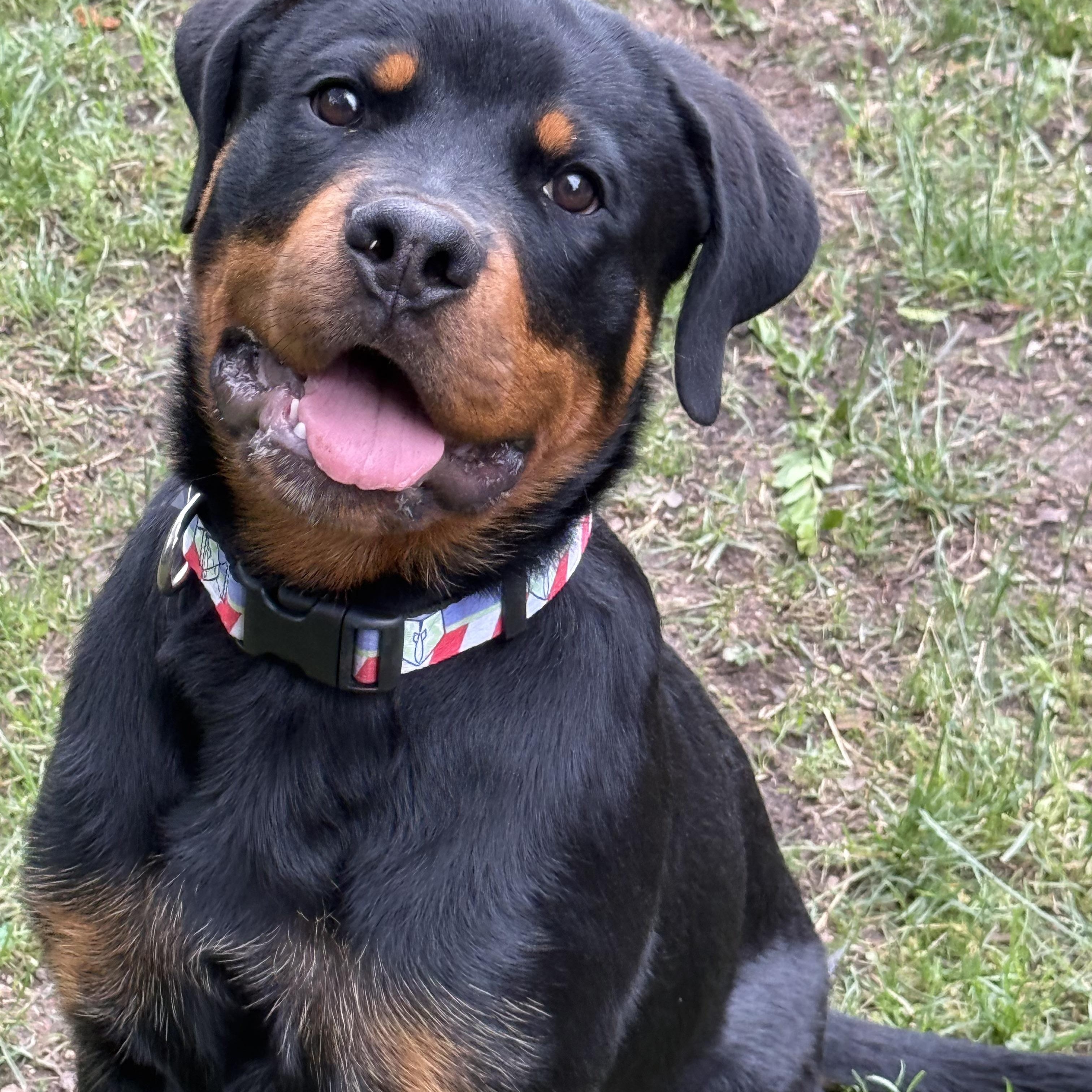 Rocco, a ADOPTABLE Rottweiler in Scarborough, ON image 4/6