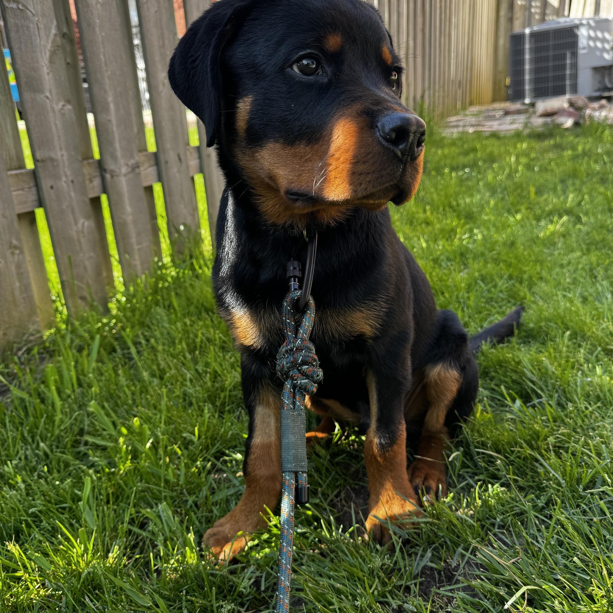 Enlarge Rocco, a ADOPTABLE Rottweiler in Scarborough, ON image 4/6