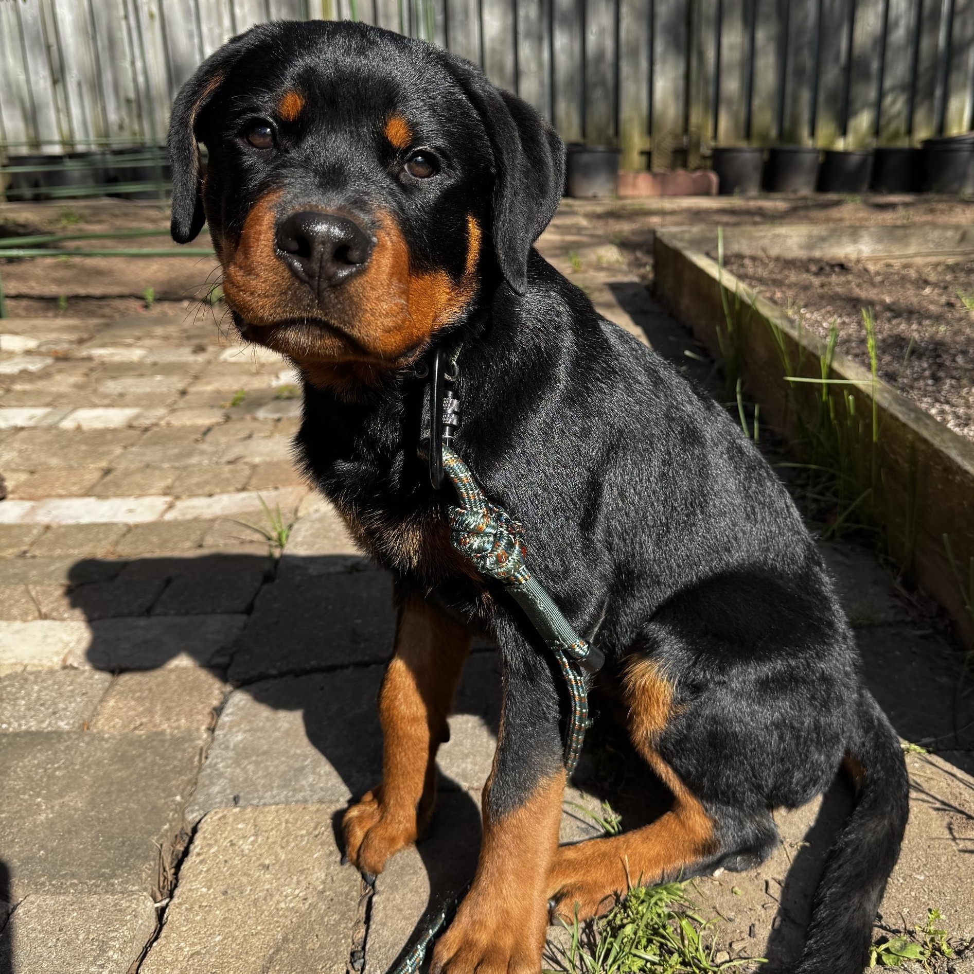 Enlarge Rocco, a ADOPTABLE Rottweiler in Scarborough, ON image 3/6