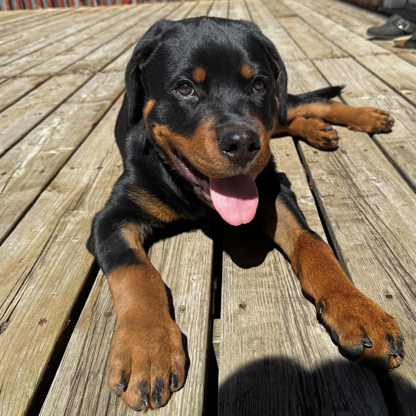 Enlarge Rocco, a ADOPTABLE Rottweiler in Scarborough, ON image 2/6