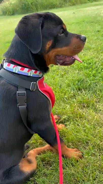 Enlarge Rocco, a ADOPTABLE Rottweiler in Scarborough, ON video 6/6