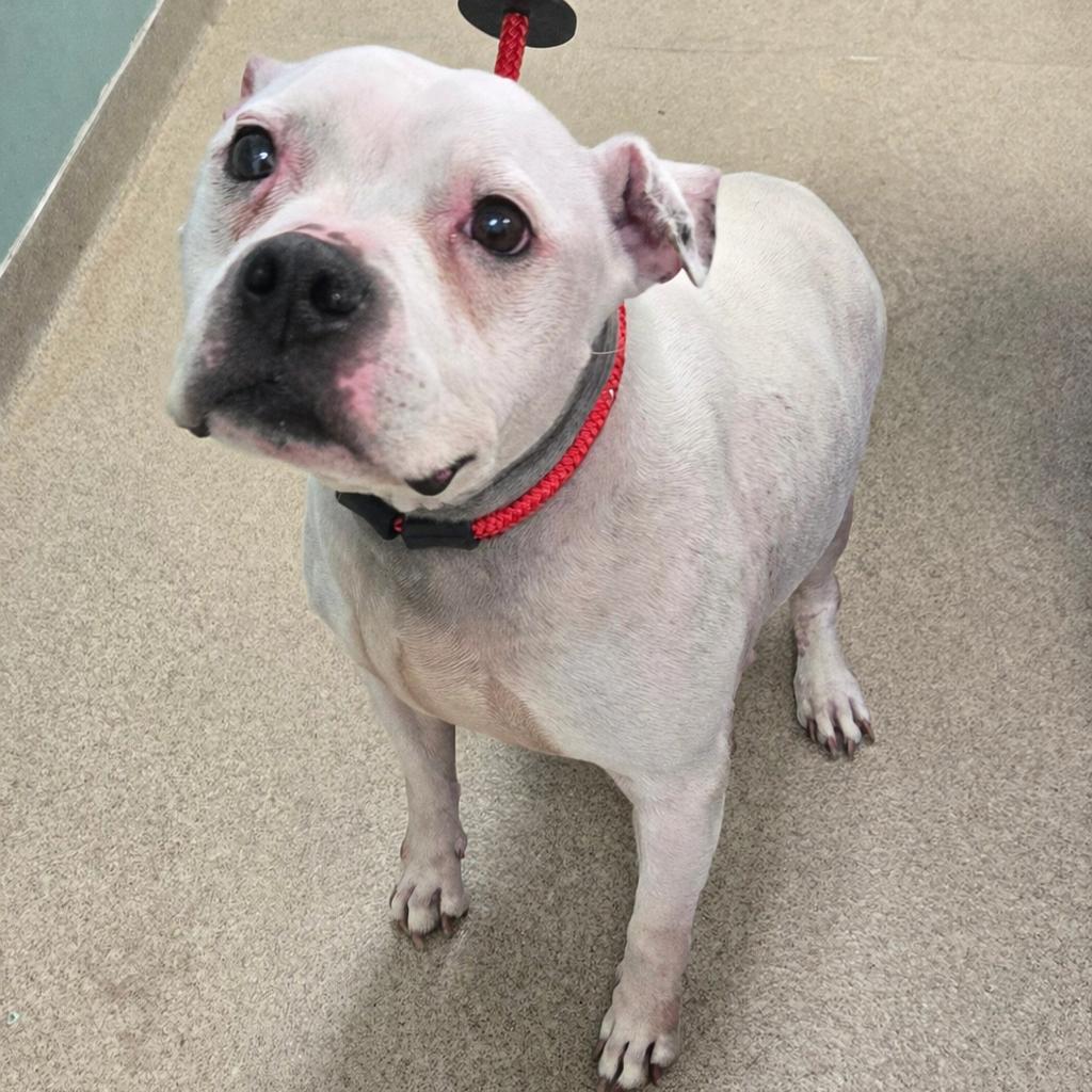 Enlarge Lumi, a Adoptable mixed breed in Brookfield, WI image 1/5