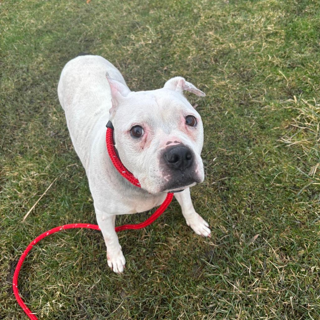 Enlarge Lumi, a Adoptable mixed breed in Brookfield, WI image 2/5