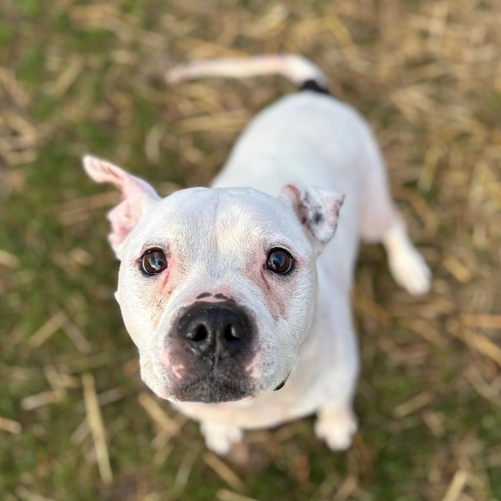 Enlarge Lumi, a Adoptable mixed breed in Brookfield, WI image 3/5