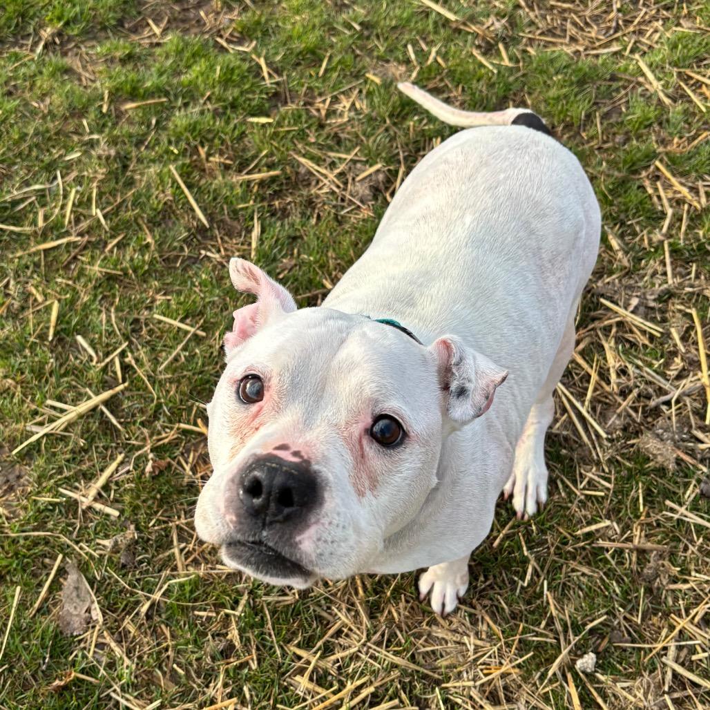 Enlarge Lumi, a Adoptable mixed breed in Brookfield, WI image 5/5