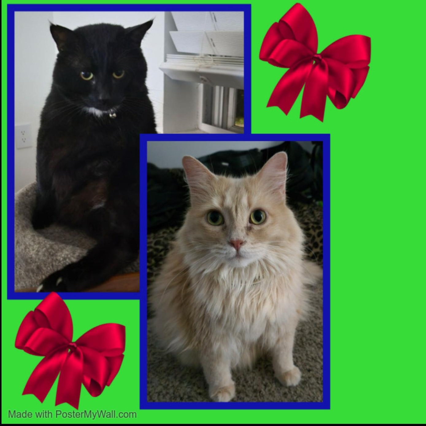 Mittens & Danni - Bonded