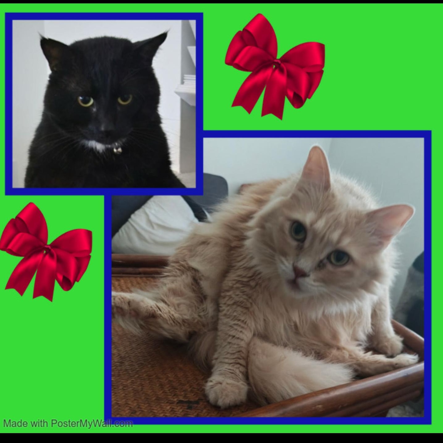 Mittens & Danni - Bonded photo 3