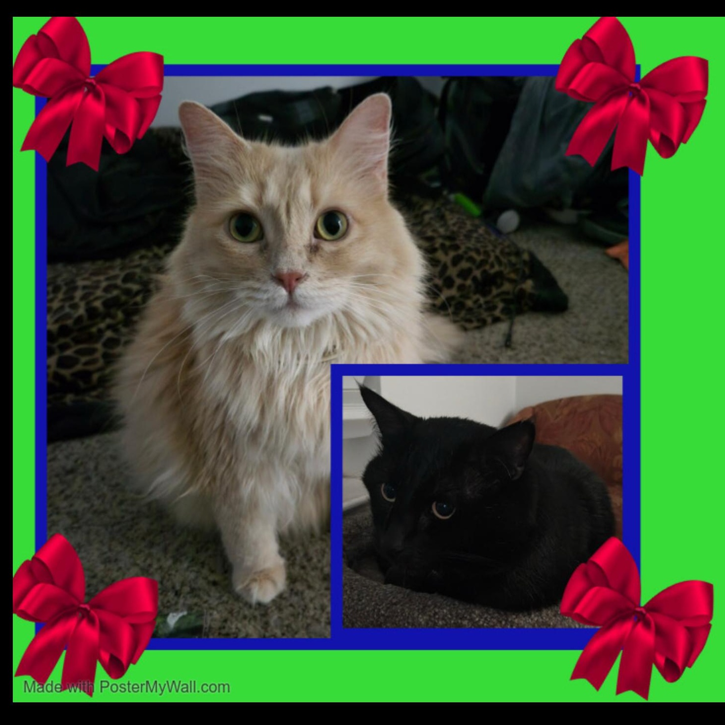 Mittens & Danni - Bonded photo 5