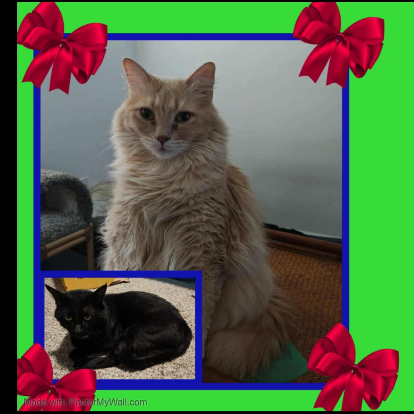Mittens & Danni - Bonded photo 6