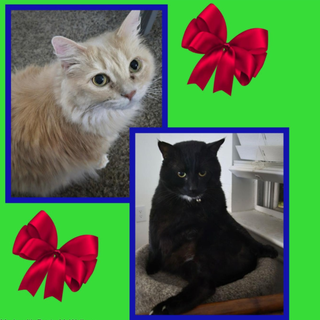 Mittens & Danni - Bonded photo 4