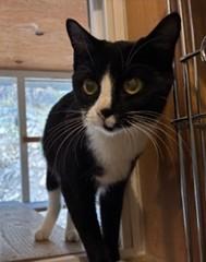Paisley, Adoptable, Young Female Tuxedo.