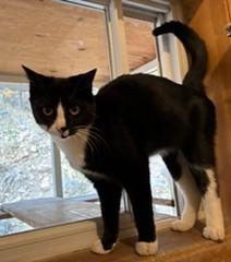 Enlarge Paisley, a Adoptable Tuxedo in Lead, SD image 4/5