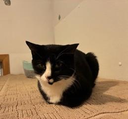 Enlarge Paisley, a Adoptable Tuxedo in Lead, SD image 5/5