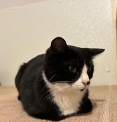 Enlarge Paisley, a Adoptable Tuxedo in Lead, SD image 3/5