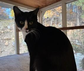 Enlarge Paisley, a Adoptable Tuxedo in Lead, SD image 2/5