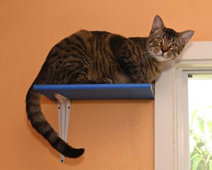 Chisel, Adoptable, Adult Male Domestic Short Hair & Domestic Short Hair.