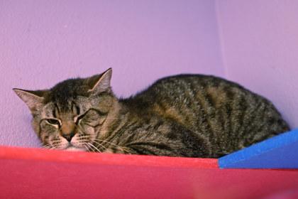 Chisel, Adoptable, Adult Male Domestic Short Hair & Domestic Short Hair.