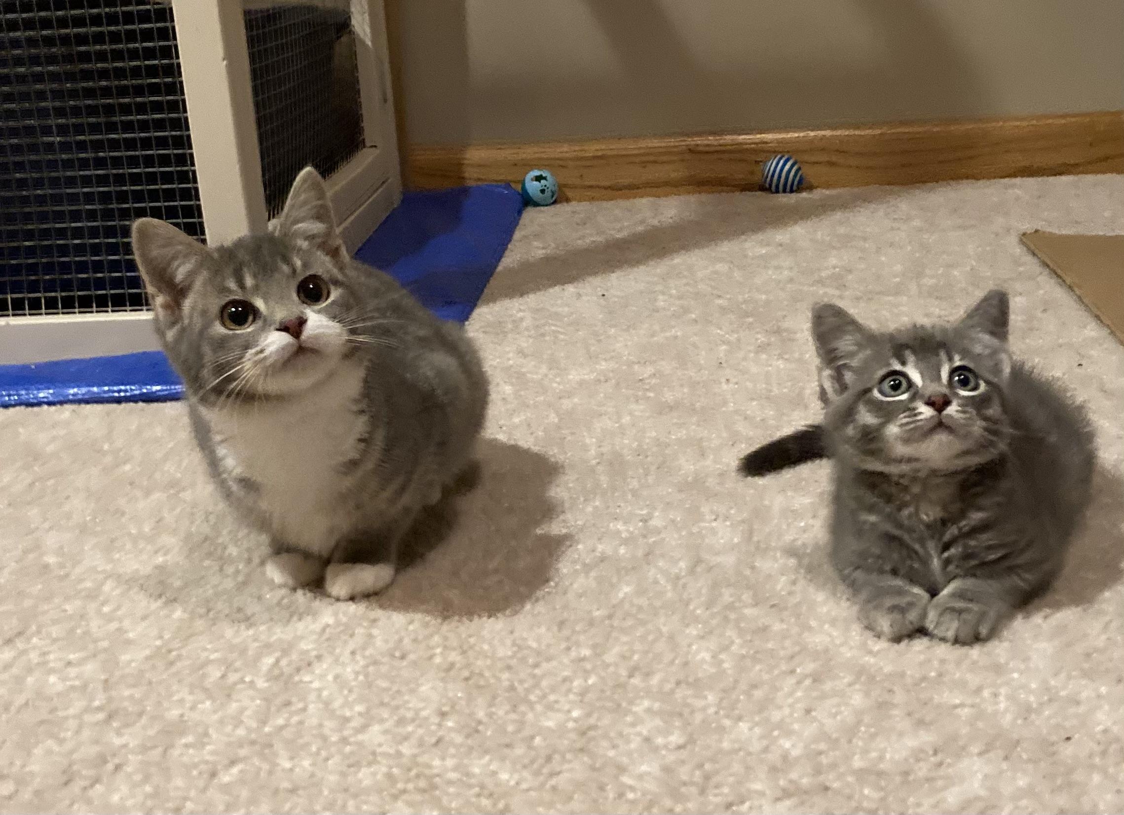 Music, ADOPTABLE, Kitten Female Domestic Long Hair.