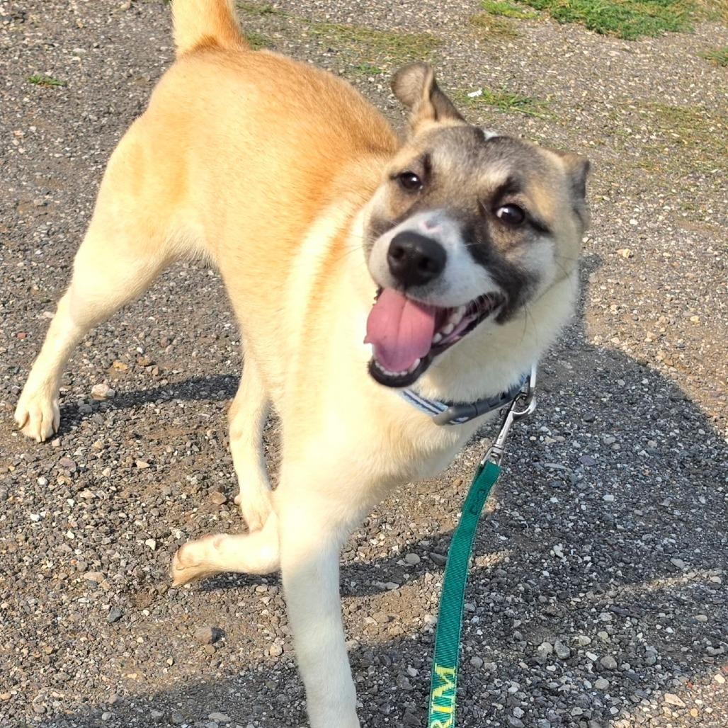 Lainey, Adoptable, Young Female Husky & Mixed Breed.