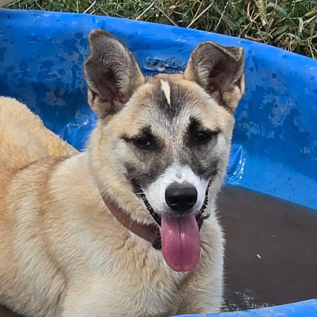 Enlarge Lainey, a Adoptable mixed breed in Grinnell, IA image 2/3