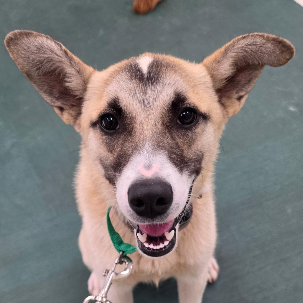 Enlarge Lainey, a Adoptable mixed breed in Grinnell, IA image 3/3