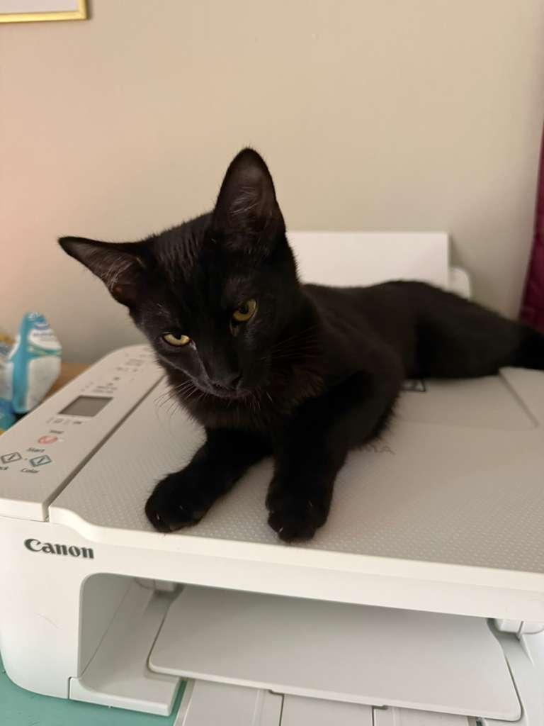 Enlarge Addison, a Adopted Domestic Short Hair in Mississippi State, MS image 2/4